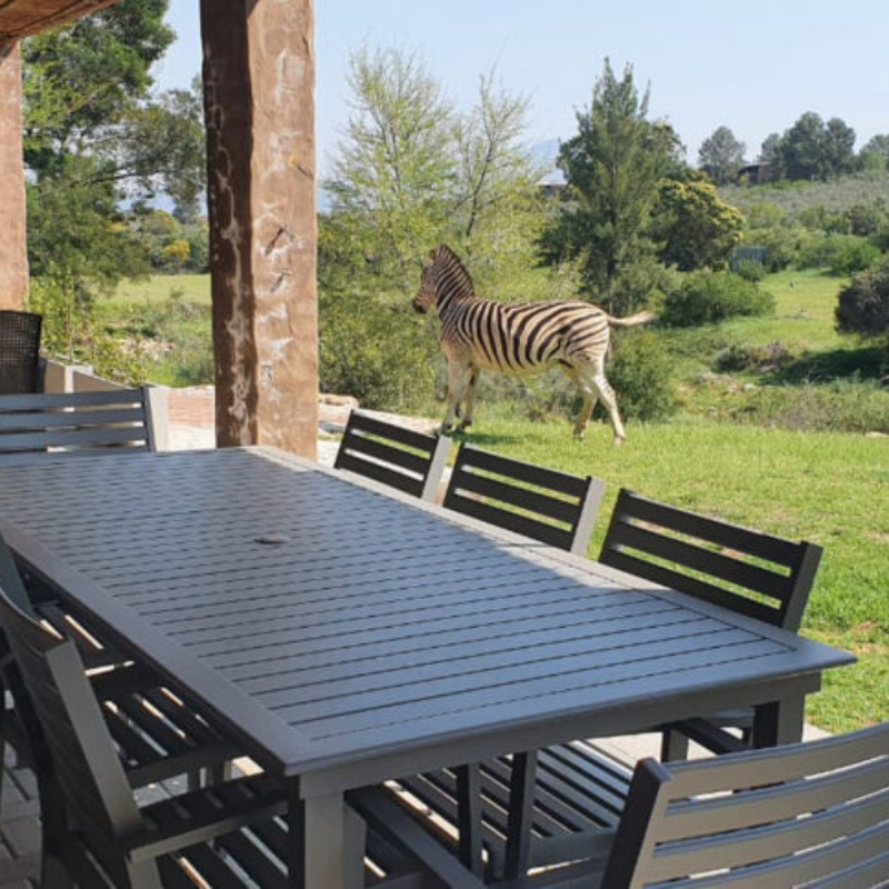 free roaming zebra